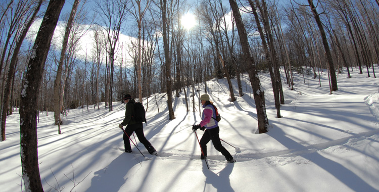 XC skiing through the woods XC skiing through the woods