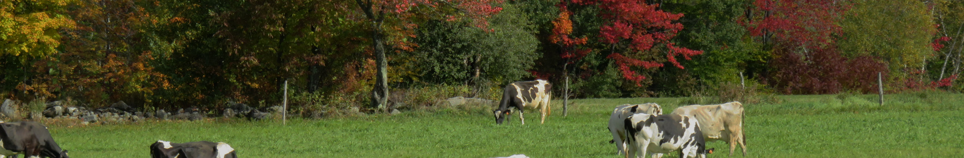 cows